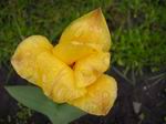 Тюльпан с цветочной аллеи